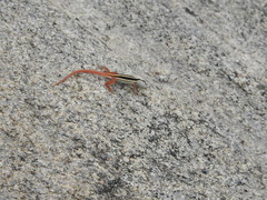 Ophisops leschenaultii