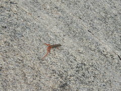 Ophisops leschenaultii