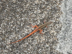 Ophisops leschenaultii