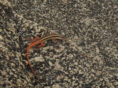 Ophisops leschenaultii