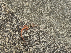 Ophisops leschenaultii