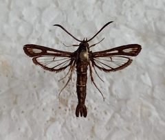 Chamaesphecia leucopsiformis