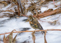 Fringilla montifringilla
