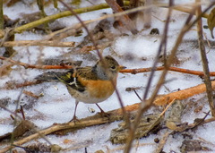 Fringilla montifringilla