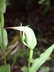Pterostylis auriculata
