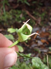 Pterostylis auriculata
