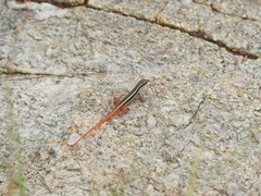 Ophisops leschenaultii