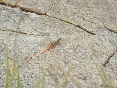 Ophisops leschenaultii