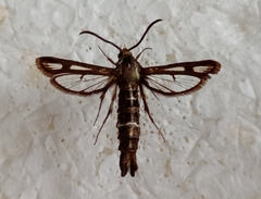 Chamaesphecia leucopsiformis