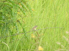 Prinia sylvatica