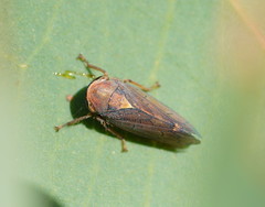 Tartessini