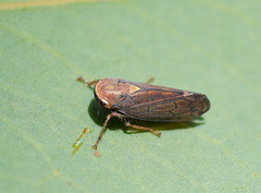 Tartessini