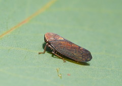 Tartessini