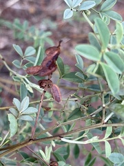 Indigofera setiflora