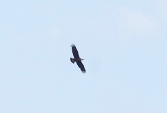 Haliaeetus leucoryphus
