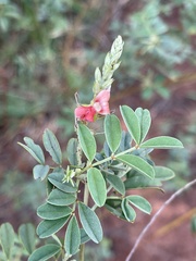 Indigofera setiflora