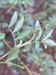 Indigofera setiflora
