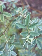 Indigofera setiflora
