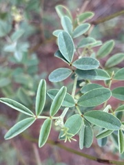 Indigofera setiflora