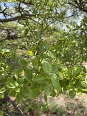 Combretum vendae glabratum