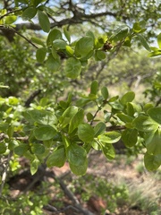 Combretum vendae glabratum