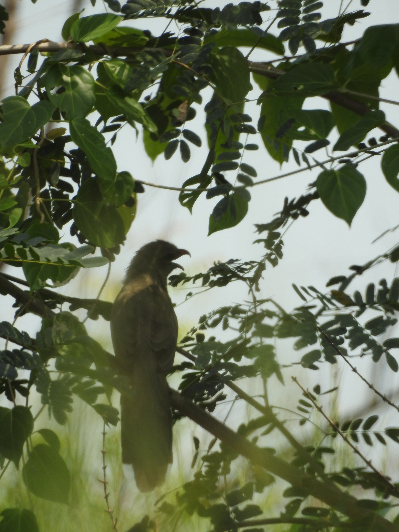 Sirkeer Malkoha illustration