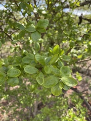 Combretum vendae glabratum