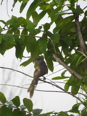 Taccocua leschenaultii