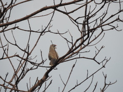 Taccocua leschenaultii