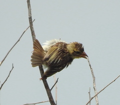 Ploceus philippinus