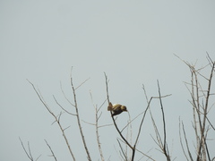 Ploceus philippinus