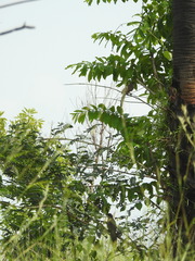 Taccocua leschenaultii