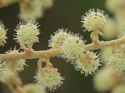 Tetrapanax papyrifer