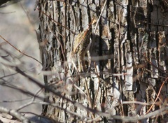 Certhia familiaris japonica