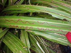 Charixena iridoxa