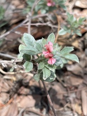 Indigofera inhambanensis