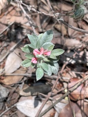 Indigofera inhambanensis