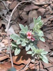 Indigofera inhambanensis