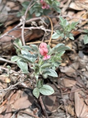 Indigofera inhambanensis