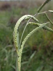 Paspalum dilatatum