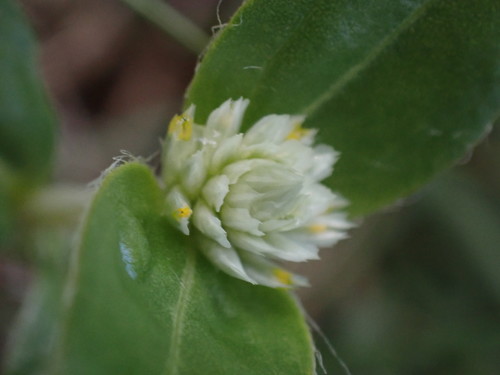 Gomphrena celosioides
