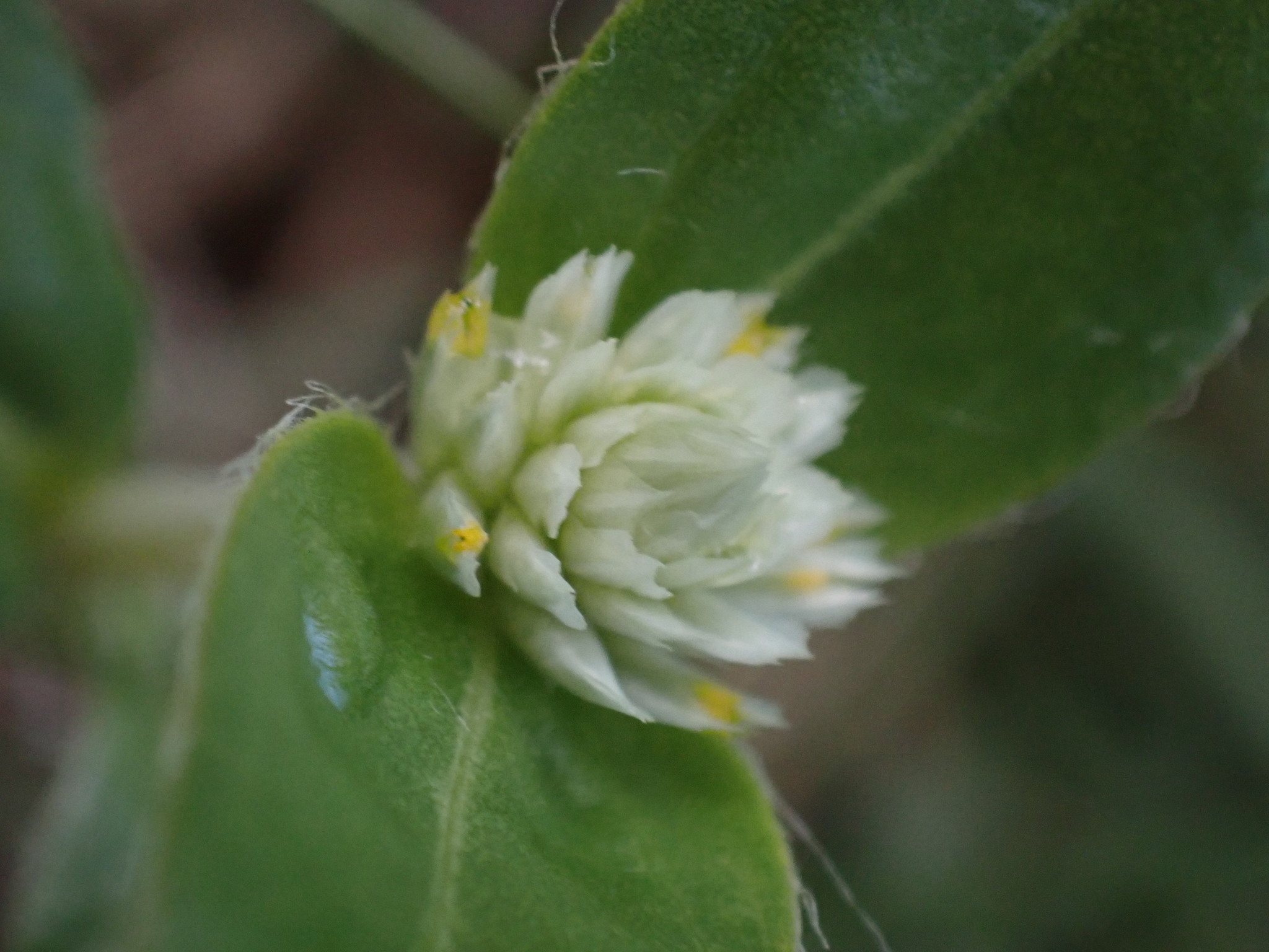 Gomphrena celosioides