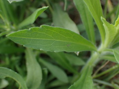 Erigeron canadensis