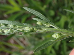 Erigeron canadensis