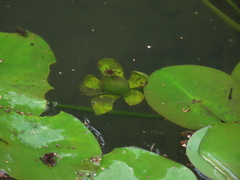 Nuphar pumila
