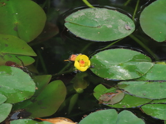 Nuphar pumila