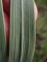 Gladiolus densiflorus