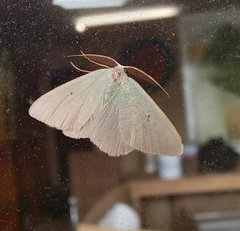 Chlorosterrha monochroma