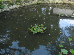 Nuphar pumila