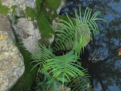 Pteris vittata